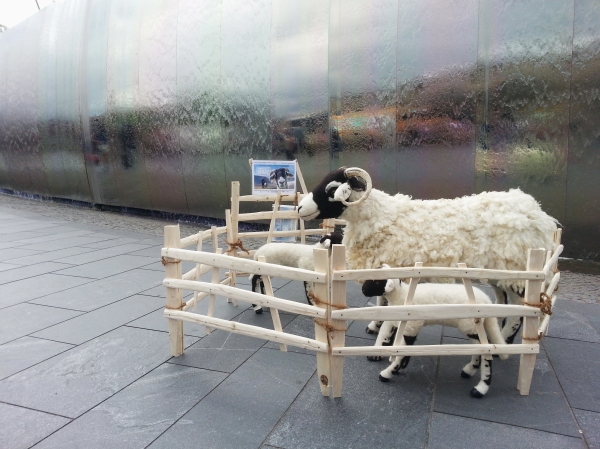 24 hour sheep tour of Sheffield